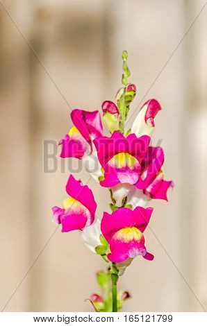 Red With Yellow Antirrhinums, Dragon Flowers Or Snapdragons, Close Up