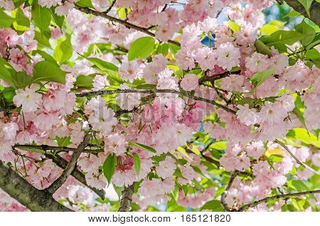 Pink Tree Flowers Of Prunus Serrulata Kanzan, Branch Flowers, Japanese Cherry, Floral Background, Cl