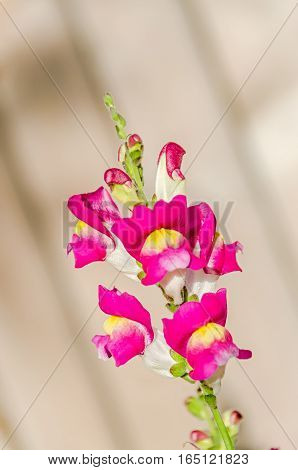 Red With Yellow Antirrhinums, Dragon Flowers Or Snapdragons, Close Up