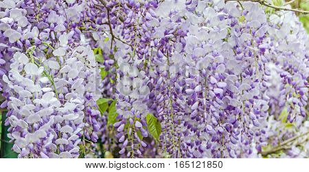 Mauve Wisteria Sinensis (chinese Wisteria), Glicina Tree Flowers, Close Up.