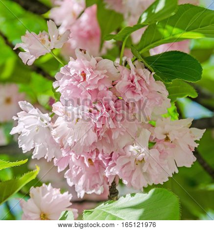 Pink Tree Flowers Of Prunus Serrulata Kanzan, Branch Flowers, Japanese Cherry, Floral Background, Cl