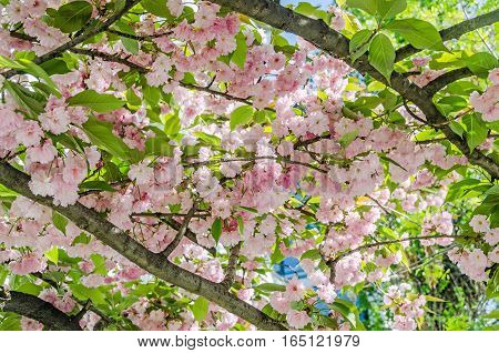 Pink Tree Flowers Of Prunus Serrulata Kanzan, Branch Flowers, Japanese Cherry, Floral Background, Cl