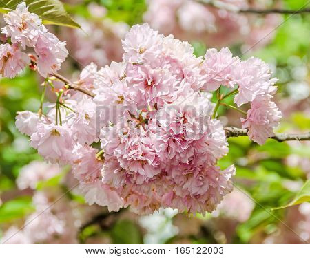 Pink Tree Flowers Of Prunus Serrulata Kanzan, Branch Flowers, Japanese Cherry, Floral Background, Cl