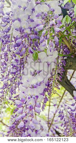 Mauve Wisteria Sinensis (chinese Wisteria), Glicina Tree Flowers, Close Up.