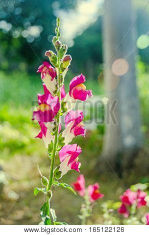 Red With Yellow Antirrhinums, Dragon Flowers Or Snapdragons, Close Up