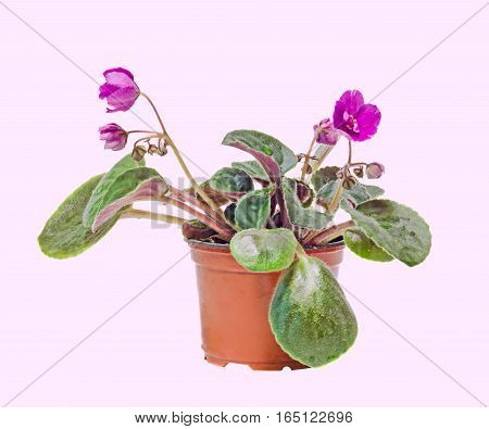 Violet Saintpaulias Flowers, Commonly Known As African Violets, Parma Violets, Close Up, Isolated, W