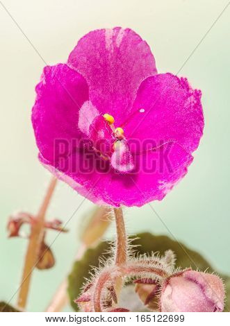 Violet Saintpaulias Flowers, Commonly Known As African Violets, Parma Violets, Close Up