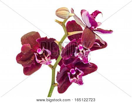 Purple Brown Branch Orchid  Flowers, Orchidaceae, Phalaenopsis Known As The Moth Orchid, Abbreviated