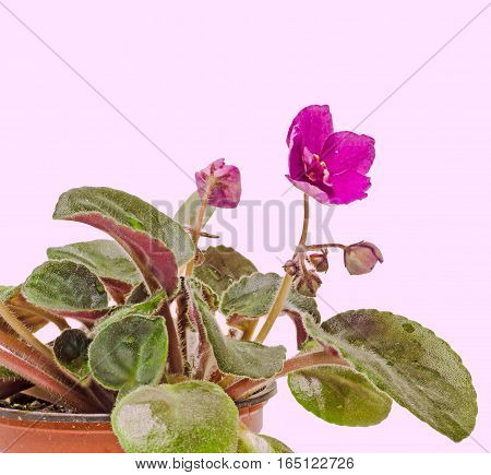 Violet Saintpaulias Flowers, Commonly Known As African Violets, Parma Violets, Close Up, Isolated, W