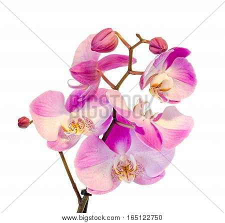 Pink Branch Orchid  Flowers, Orchidaceae, Phalaenopsis Known As The Moth Orchid, Abbreviated Phal. W