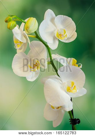 White Branch Orchid  Flowers, Orchidaceae, Phalaenopsis Known As The Moth Orchid, Abbreviated Phal.