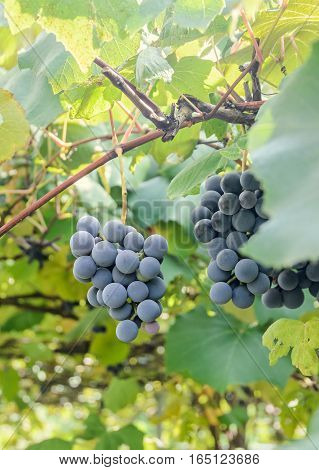 Dark Red, Purple Grapes Fruit Hang, Vitis Vinifera (grape Vine) Green Leaves In The Sun, Close Up.