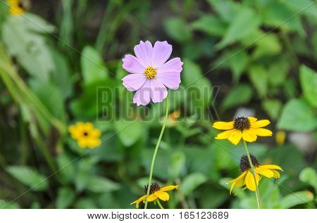 Cosmos Bipinnatus Pink Flower, Commonly Called The Garden Cosmos Or Mexican Aster, Close Up.