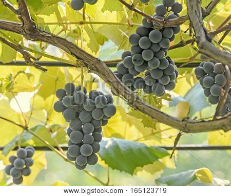 Dark Red, Purple Grapes Fruit Hang, Vitis Vinifera (grape Vine) Green Leaves In The Sun, Close Up.