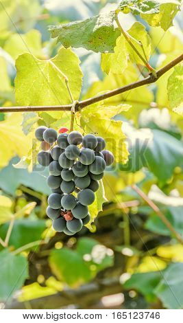 Dark Red, Purple Grapes Fruit Hang, Vitis Vinifera (grape Vine) Green Leaves In The Sun, Close Up.