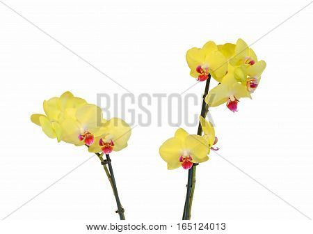 Yellow Branch Orchid Flowers With Buds, Orchidaceae, Phalaenopsis Known As The Moth Orchid, Abbrevia