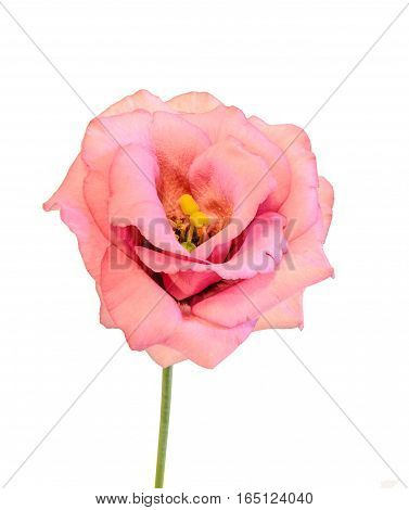 Pink Eustoma, Lisianthus Flower, Family Gentianaceae, Isolated, White Background, Close Up.