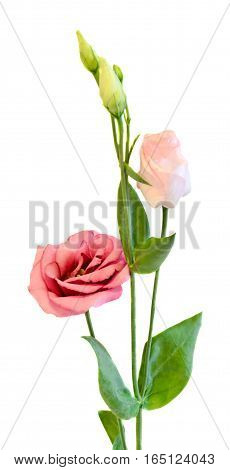 Pink Eustoma, Lisianthus Flower, Family Gentianaceae, Isolated, White Background, Close Up.