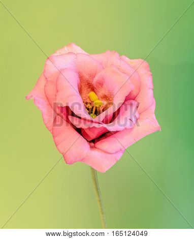Pink Eustoma, Lisianthus Flower, Family Gentianaceae, Isolated, Green Bokeh Background, Close Up.