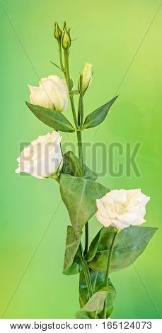 White Eustoma, Lisianthus Flowers, Yellow Buds, Family Gentianaceae, Isolated, Bokeh Background, Clo