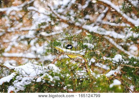 Great tit sits on spruce branch covered snow during a snowfall in winter forest