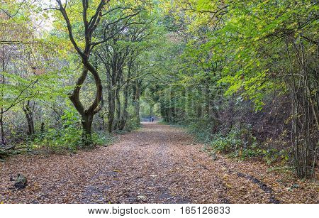 Walkers in the forest. Taken on a bright November day and shows two people walking along a path in the forest.