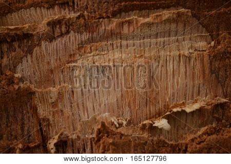 fresh notch on the trunk of an oak light brown wood with beautiful texture