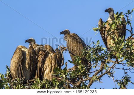 Cape vulture in Kruger national park, South Africa ; Specie Gyps coprotheres family of Accipitridae