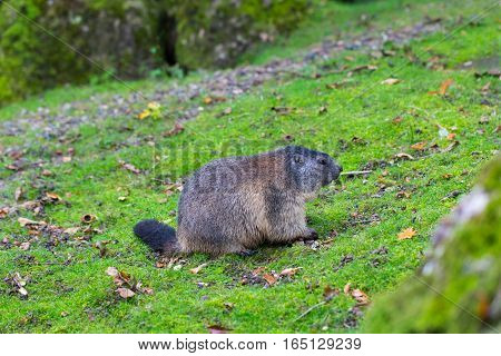 Portrait of sitting groundhog (Marmota monax) in green environment