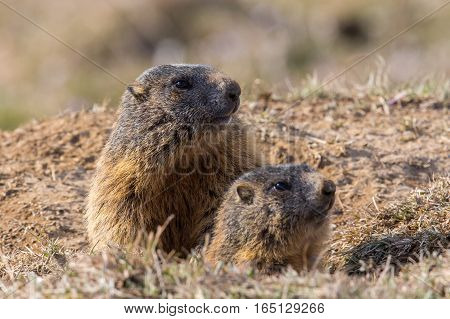 Two sitting groundhogs (Marmota monax) in nature