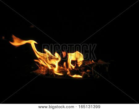 Flame looking like horse. Flame horse. Fire on coal