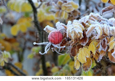 Rosehips in the cold / Frosty morning. Trees covered with hoarfrost.