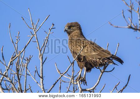 Yellow-billed kite in Kruger national park, South Africa ; Specie Milvus aegyptius family of Accipitridae