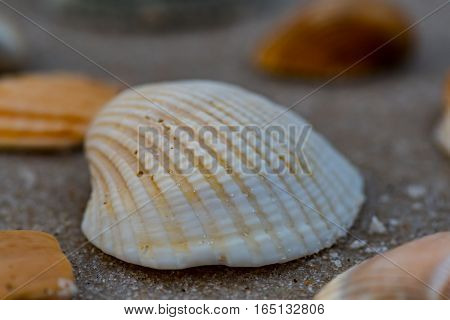 White Shell with Grains of Sand Low Angle among other shells
