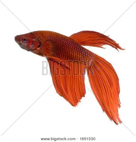 Siamese Fighting Fish