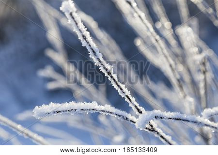 frozen branches covered with frost on blue blurred background