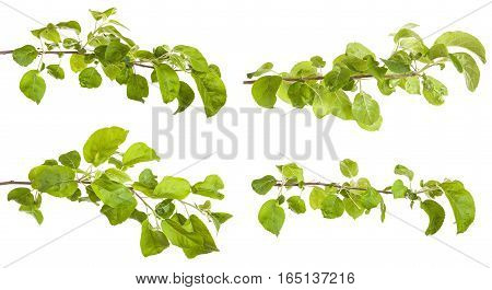 Apple-tree Branch With Green Leaves. Isolated On White Background