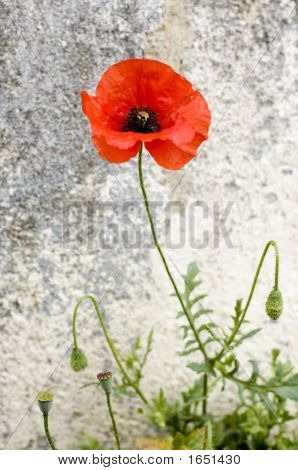 Mohn