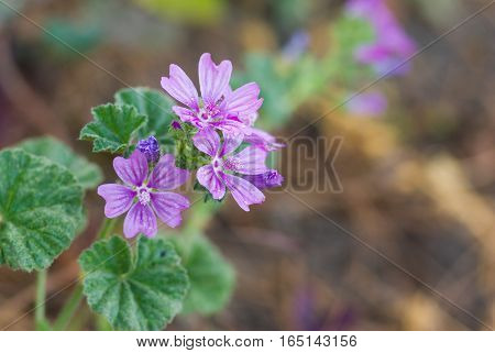 Family of common mallow (Malva sylvestris) flowers in spring garden