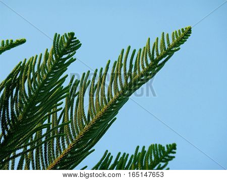 Araucaria columnaris, Cook Pine Tree Green Leaves Against Bright Blue Sky