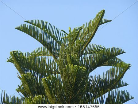Green New Caledonia Pine or Cook Pine Tree Against the Sunny Blue Sky