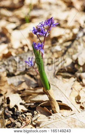 Blue flower of the Siberian Scilla or Scylla (lat. Scilla sibirica) in the spring woods