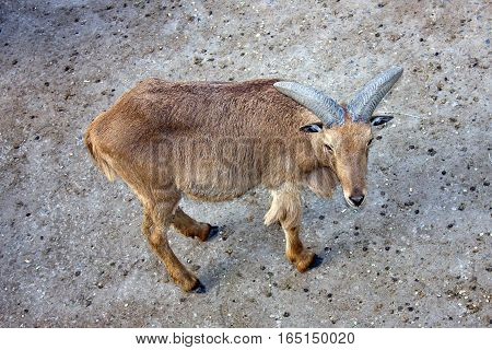 Barbary Sheep with a long horn on the grey concrete floor