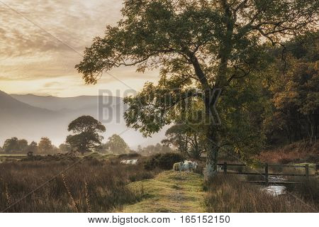 Beautiful Foggy Misty Autumn Sunrise Over Countryside Surrounding Crummock Water In Lake District In