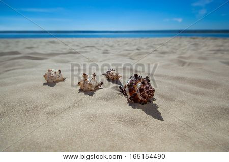 four beautiful colorful bizarre shapes of seashells lying on the sand. Tourism Travel.