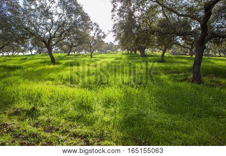 Dehesa landscape with oak trees Extremadura Spain. Backlit shot