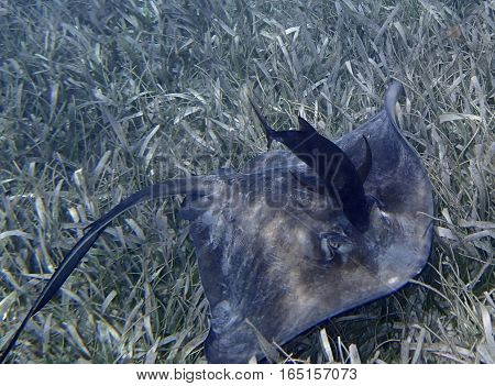 A stingray and black fish gracefully glide across the sea floor.