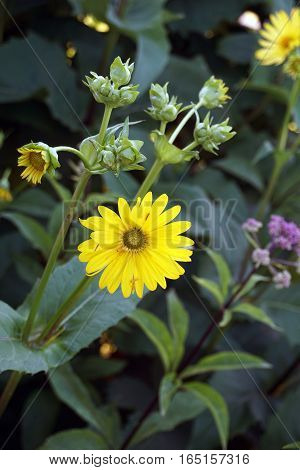 Wild cup plants (Silphium perfoliatum) bloom in Harbor Springs, Michigan during August.