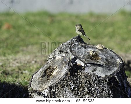 Hammond's Flycatcher rarely seen in Massachusetts; spotted in Fairhaven January 1 and 2 2016