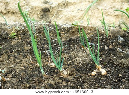 Green onions growing in a garden. Photo Close-up